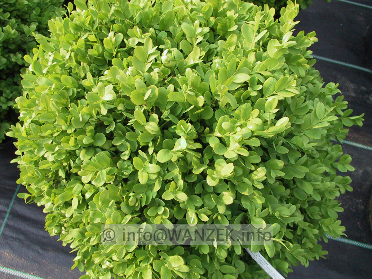 Buxus sempervirens Suffruticosa.JPG